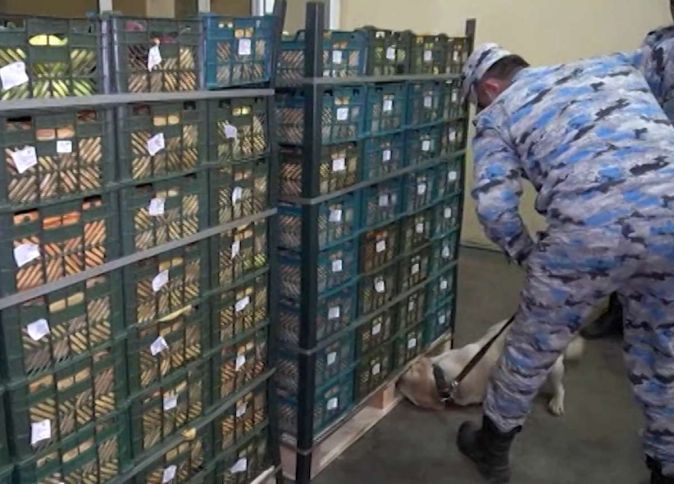 “Alma” yükündən külli miqdarda narkotik vasitə aşkar edilib